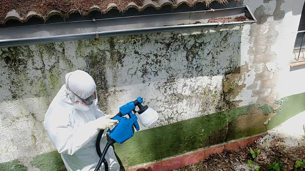 Top rated local Mold Remediation specialists in Spencerville, MD